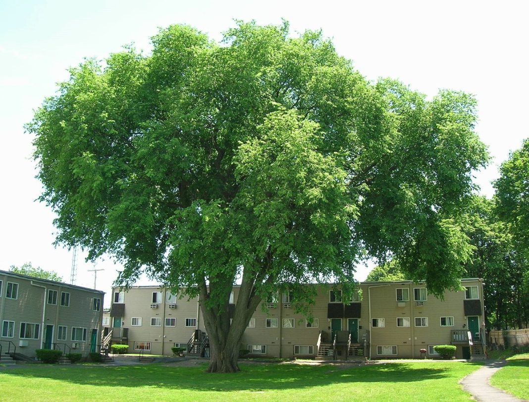 The Great Elm Tree Can It be Resurrected? Home and Garden Digest