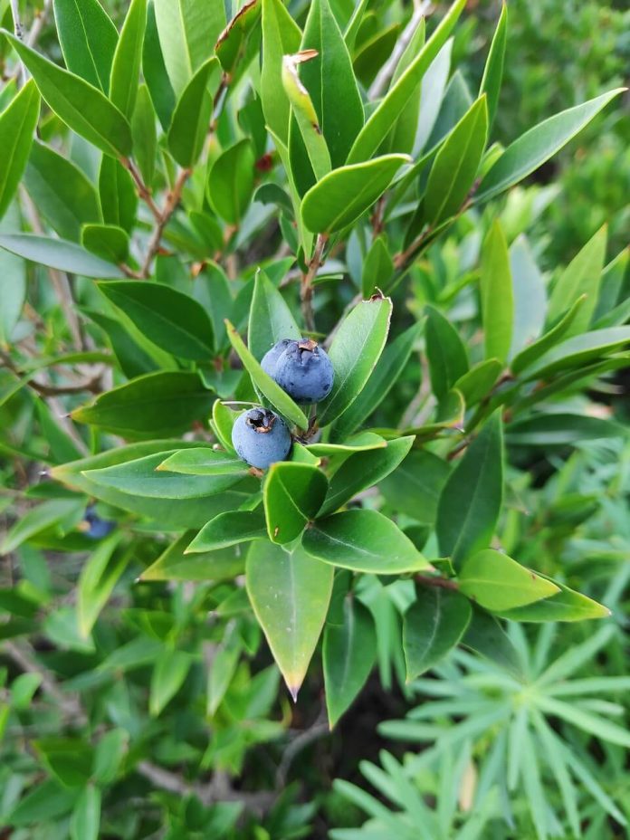 How To Grow and Care Organic Blueberry Plants In The Garden