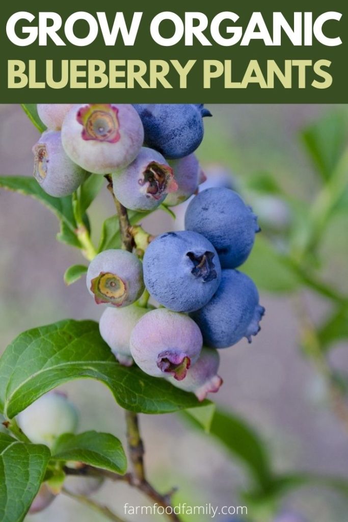 How To Grow and Care Organic Blueberry Plants In The Garden