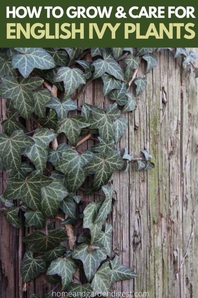 English Ivy Plants Growing and Caring Tips Home and Garden Digest