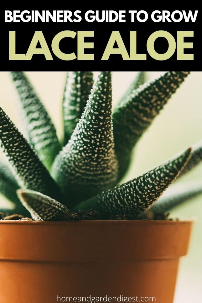 Aloe Aristata Care How To Grow Lace Aloe Home and Garden Digest