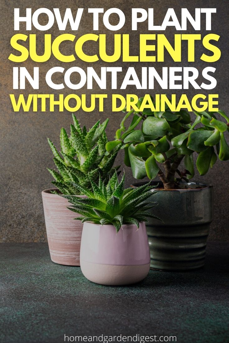 How To Plant Succulents In Containers Without Drainage HnGD