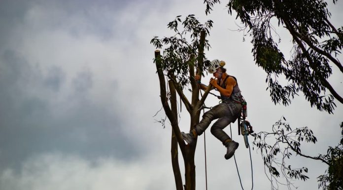Here are the Reasons Why You Might Need to Hire an Arborist