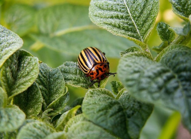 13 Effective and Natural Ways to Kill Potato Bugs [An Expert Guide]